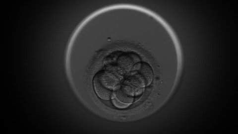 Blastocyst formation (human egg fertility cell division) time lapse under microscope