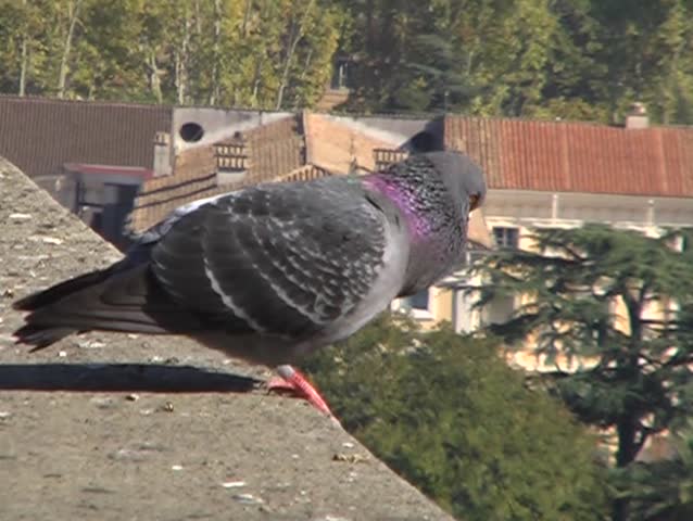 pigeon