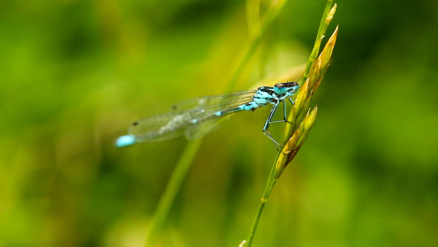dragonfly on grass, close-up