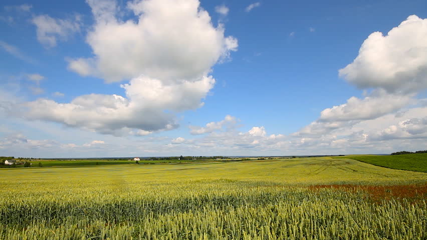wheat field, timelapse 