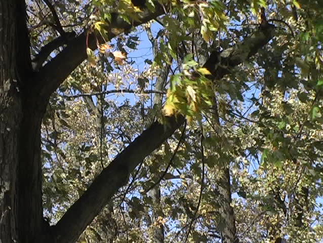 Fall Farm Scene