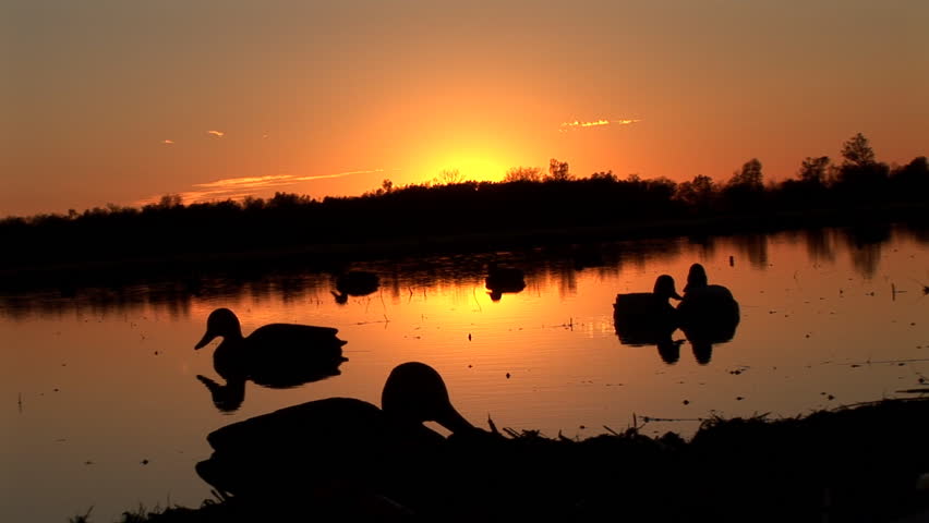 Mallard Ducks (Anas platyrhynchos) are a common sport hunting species that