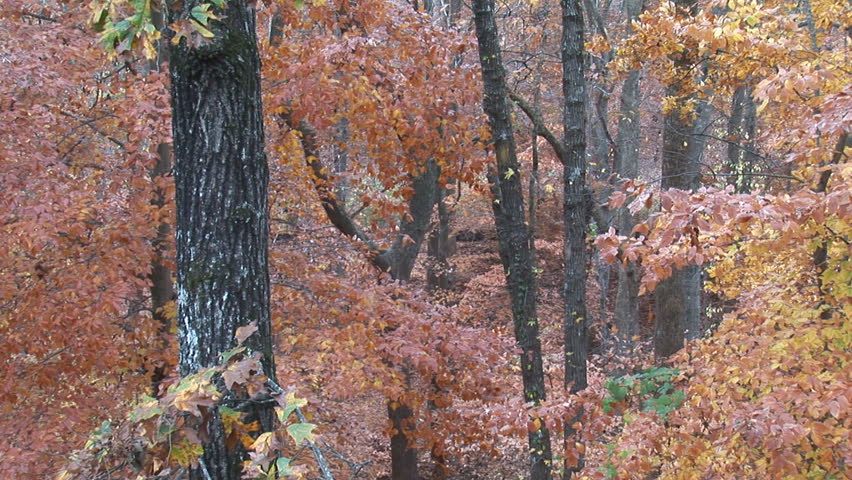 Fall leaves falling to ground as autumn changes to winter in hardwood forest.