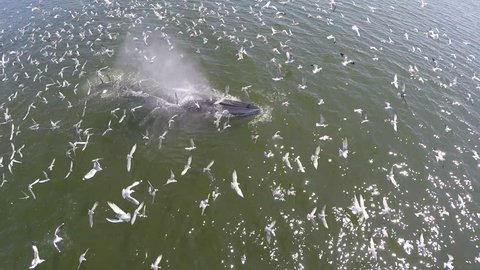 Aerial view of Bryde's whale and Whale blow and many birds flying on sea,Eden's whale in gulf Thailand.
