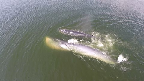 Aerial view of two Bryde's whale and whale spout water, Eden's whale in gulf Thailand.
