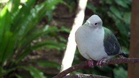 Close-up View of a Tropical Pigeon at the Park. 4K Ultra HD 3840x2160 Video Clip