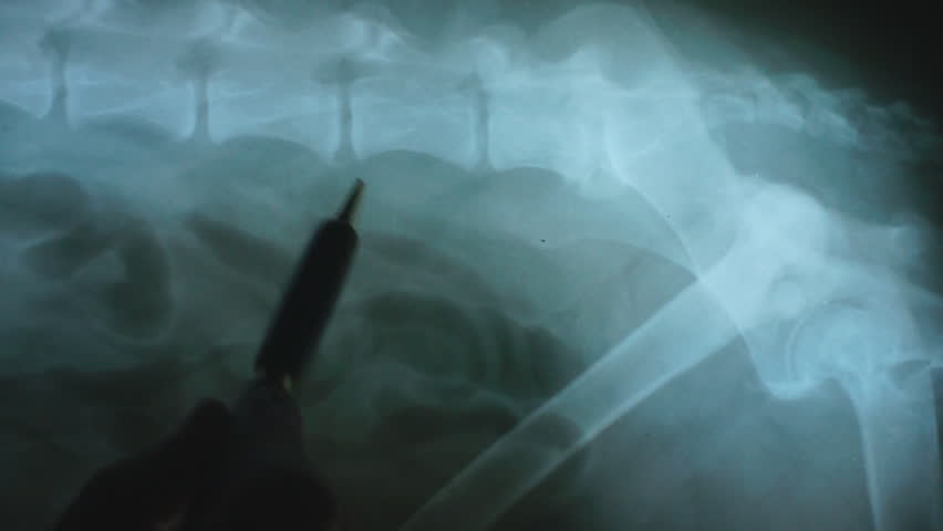 Veterinarian points out arthritic change in the Lumbar spine of a dog