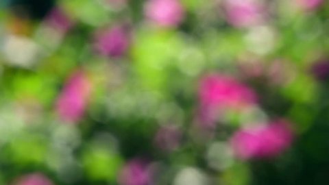 Natural out of focus view of flowering wild rose bush on the wind. Colorful unfocused sunny background in slow motion. Full HD footage 1920x1080
