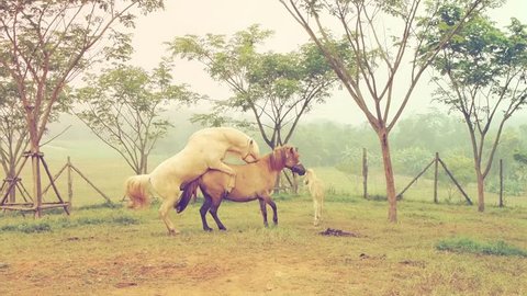 Two horses mating in vintage style color effect.