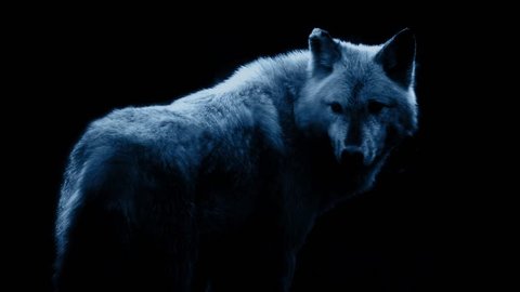 Wolf In Dramatic Lighting On Black Background