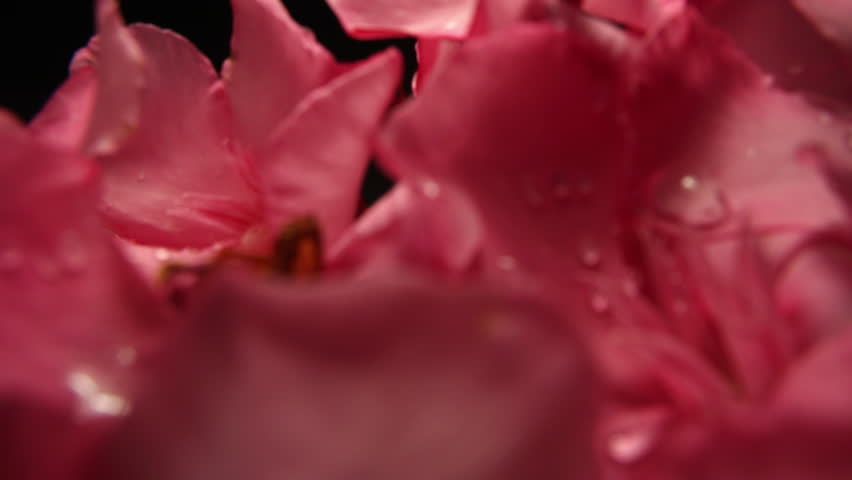 A motion control flyover time-lapse of pink flowers wilting and dying Royalty-Free Stock Footage #13755113