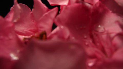A motion control flyover time-lapse of pink flowers wilting and dying
