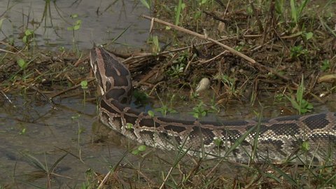 Python in Shallow Water