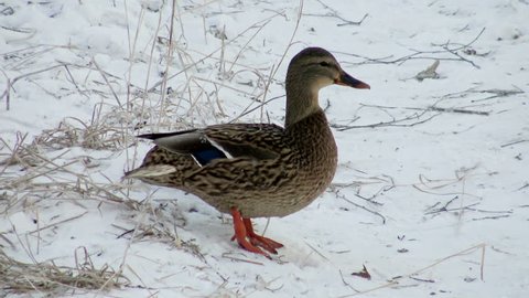 Bird in the snow. Duck flies up. Duck on the ice near. Frozen bird. A cold winter day. Off wild ducks. Animals in the winter. Low temperature. Meteorology.