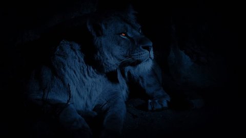Lioness In Den At Night With Glowing Eyes