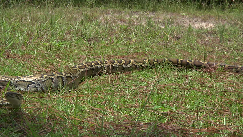 Aggressive Python Striking Stock Footage Video (100% Royalty-free ...