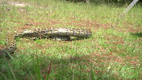 Aggressive Python Striking Stock Footage Video (100% Royalty-free ...