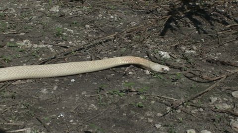 Albino Monocle Cobra