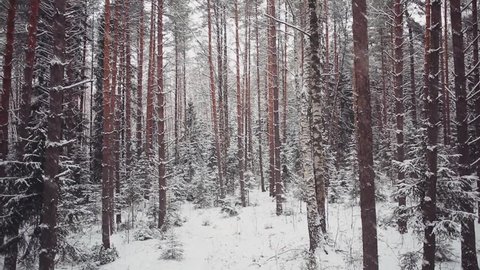 Snowfall in the forest, aerial shot