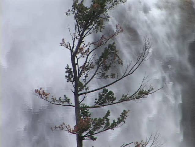 A tree sways near a waterfall.