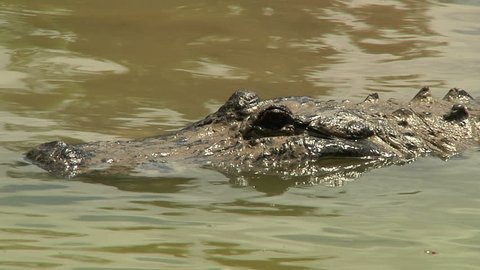 Alligator Detail Shot