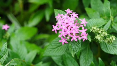Beautiful pink Ixora species flowers on leaves background