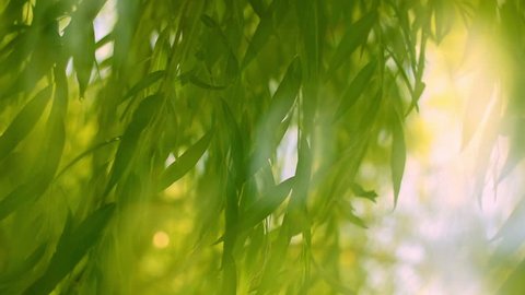 Attractive close up view of weeping willow on the wind with halo effect. Beautiful sunny nature scene with shallow dof. Slow motion full HD footage 1920x1080
