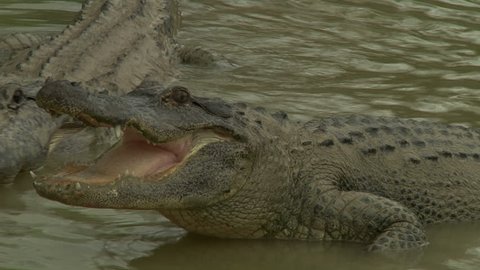 Alligator Open Mouth