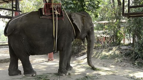 Thai Elephant