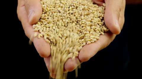 Grain in the hands. Man hands holding barley grain.