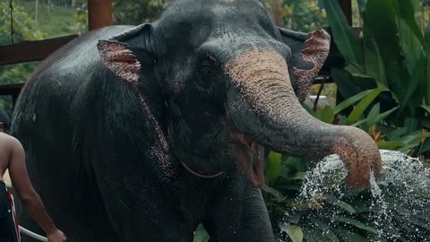 elephant pours water