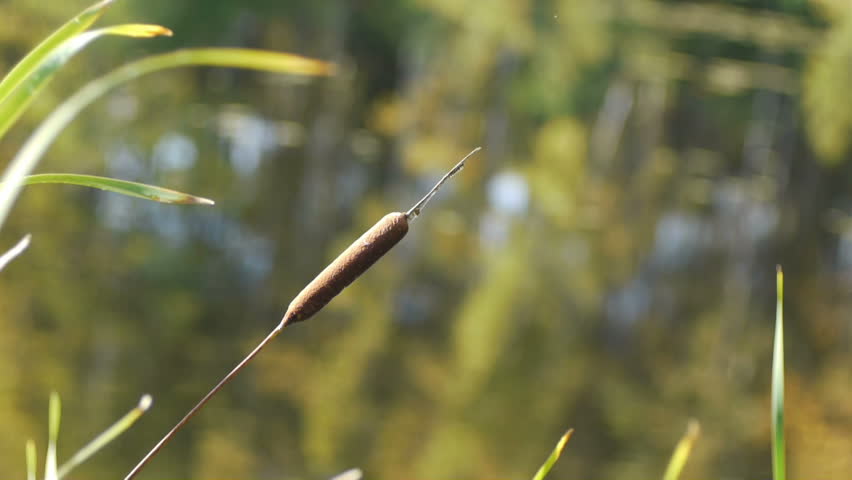 Macro shot of reed on stream background out of focus 