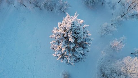 Beautiful snow landscape. winter trees panorama. Sunset. Aerial view. Fly over trees covered with snow.  : vidéo de stock