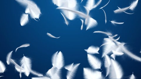 Animation flying of white feathers in slow motion. Animation of seamless loop.