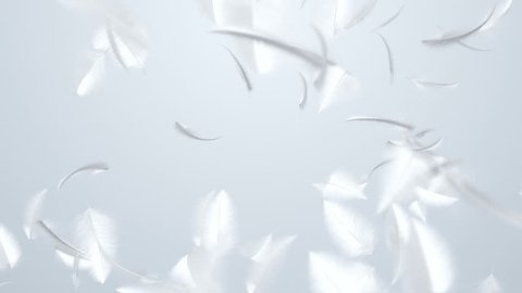Animation flying of white feathers in slow motion. Animation of seamless loop.