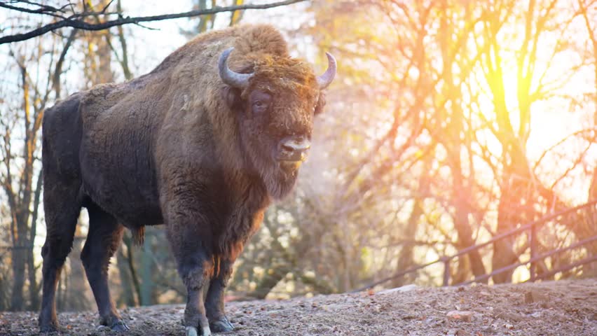 The European bison (Bison bonasus), also known as wisent or the European wood bison, is a Eurasian species of bison. It is one of two extant species of bison, alongside the American bison. Royalty-Free Stock Footage #13808672