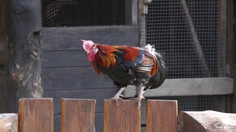 Rooster cock waling on fence top