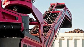 Loading of sugar beet with a conveyor belt ; Loading cleaned sugar beet directly in the truck using modern agricultural machinery,video clip