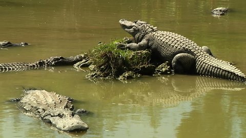 Alligator Swimming