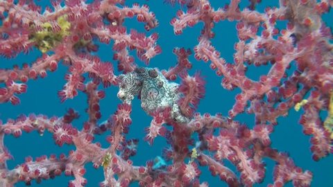 Pink Pygmy seahorse on a gorgonian coral.