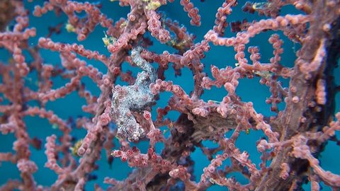 Pink Pygmy seahorse and shrimps on a gorgonian coral.