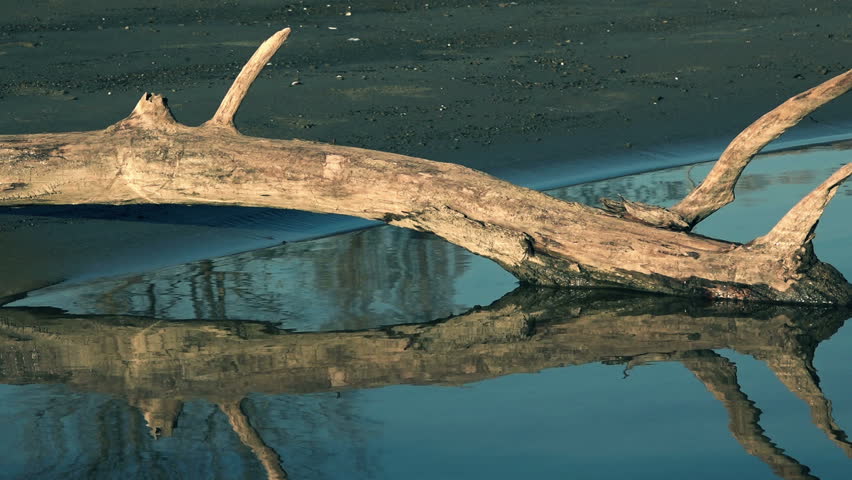 Tree trunk in river, old dead tree on riverbank, ecology and environmental issue.