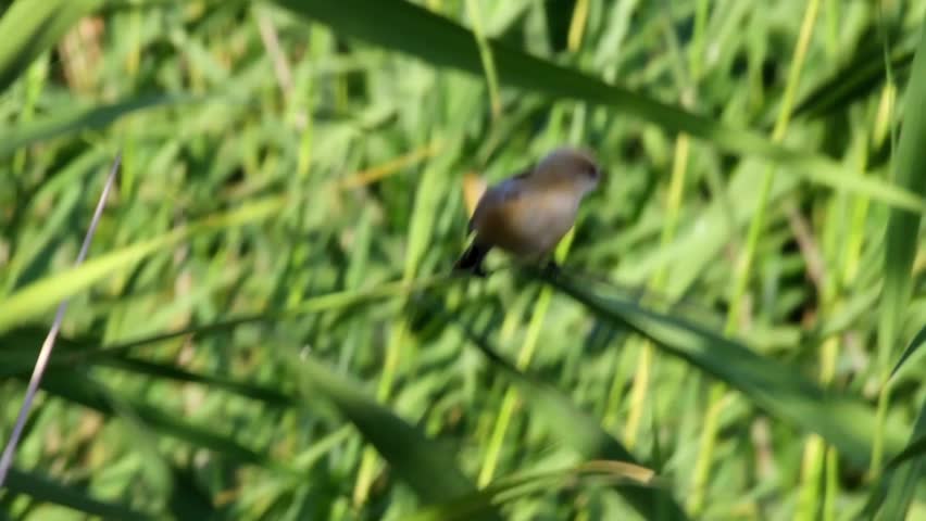 Cute little birds. Green nature  background. Bird: Bearded Reedling. Panurus biarmicus.