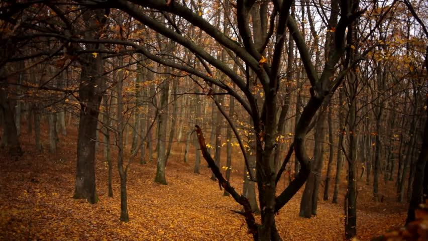 mysterious autumn forest, panoramic view of beautiful wildlife in the fall