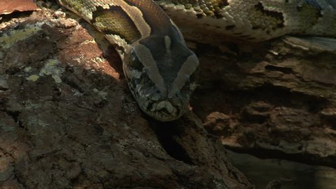Large Python in Orchard