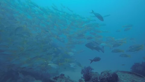 Yellow snapper (Lutjanus argentiventris), forming a school in a shipwreck, reefs of Sea of Cortez, Pacific ocean. Cabo Pulmo, Baja California Sur, Mexico. The world's aquarium.