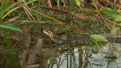 Cottonmouth in everglades