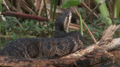 cottonmouth in everglades
