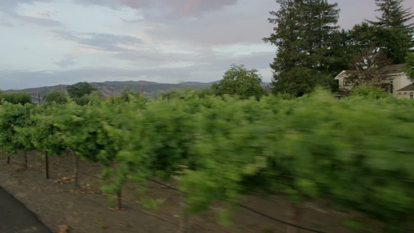 Country Roads: Sonoma County, CA USA Set 6 - Driving Plate Right Front three quarters View angle: Car travels E through small winery road on a clear day with no traffic. Shot on RED Dragon.