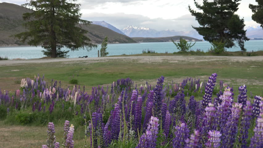 LAKE TEKAPO, NEW ZEALAND - DEC. 2015: Purple lupins sway in strong wind; snow capped mountains beyond lake; at Lake Tekapo, NZ.  The ubiquitous lupins flower for a brief period on the South Island